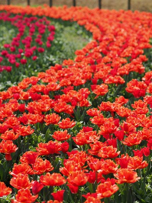 チューリップ約350品種16万本が花壇を覆い尽くす