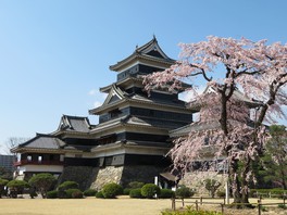 駒つなぎの桜と映える松本城
