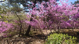春には桜やムラサキツツジが咲き誇る
