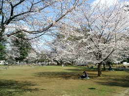 春には桜が園内を華やかに彩る
