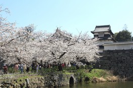 春には下之橋に桜の花が彩りをそえる