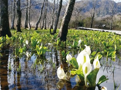 箱根湿生花園 神奈川県 の情報 ウォーカープラス