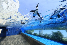 大空を泳ぐ「天空のペンギン」
