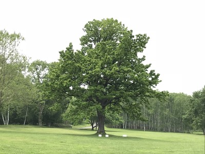 大きなかしわの木は真駒内公園のシンボル