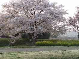 春は桜が咲き誇り園内が華やかな雰囲気に包まれる