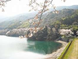 桜の背景に昭和池を望む
