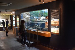 水生物館では、日本産淡水魚や両生類の飼育展示、保護繁殖を行っている