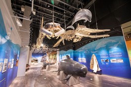 「名護・やんばるのくらしと自然」をテーマとした常設展示室