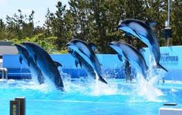 毎日開催されるイルカショーでは、迫力満点のジャンプが楽しめる