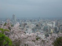 春は桜越しに広がる岐阜市が見渡せる