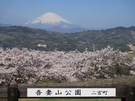 富士山と満開の桜が眼下に広がる大自然のパノラマビュー
