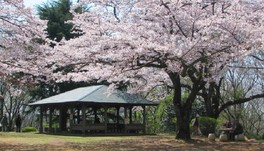 枝いっぱいに花が咲き圧巻の美しさを誇る桜の大木