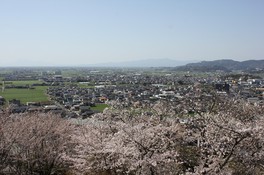 桜の季節は日中がおすすめ