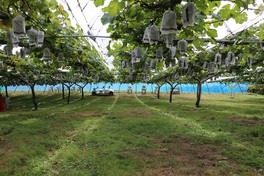 多彩な品種のブドウを栽培している果樹園