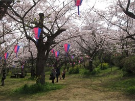 桜の名所20選に選ばれた公園