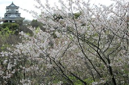 浜松有数の桜の名所としても知られている