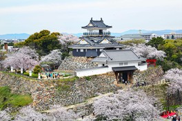 浜松有数の桜の名所としても知られている