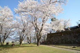 満開の桜と城の石垣が日本の風情を感じさせる