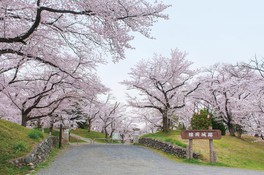 約300本の桜並木は見頃の時期になると色鮮やかに園内を彩る