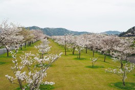 四万十川の清流を背景に咲き誇る満開の桜の景観は見事