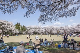 桜の見頃の時期には園内の広場で花見を楽しむ人でにぎわう