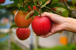 広さ1万平方メートルもの広大な園内に、約10品種・350本のリンゴの樹を栽培している