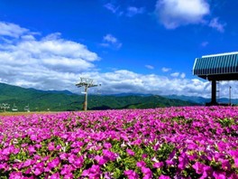 ペチュニアガーデン