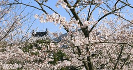 天守閣風の資料館を満開の桜が彩り風情ある趣をかもし出す