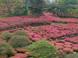 10万本のツツジは4月下旬頃から5月初旬まで楽しめる