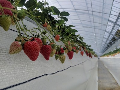 いちごの収穫体験が楽しめる