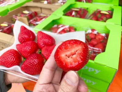 あまおう、紅ほっぺ、よつぼしなどの品種が楽しめる