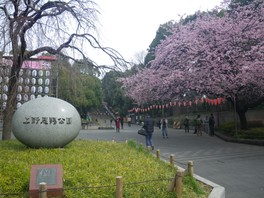 桜が彩る上野恩賜公園の入口風景