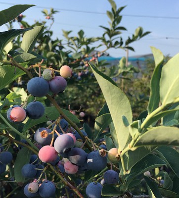 糸島の自然を満喫しながらブルーベリーを収穫