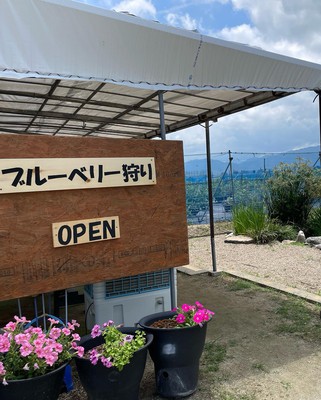 糸島の自然を満喫しながらブルーベリーを収穫