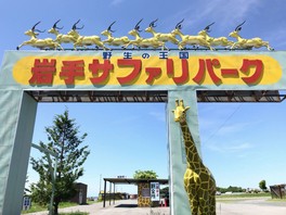 動物たちの群れをサファリバスの中から観察