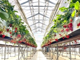 広々とした造りの栽培ハウス