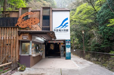 特別天然記念物に指定されているオオサンショウウオを観察できる