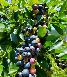 農薬や除草剤を使用しないブルーベリー