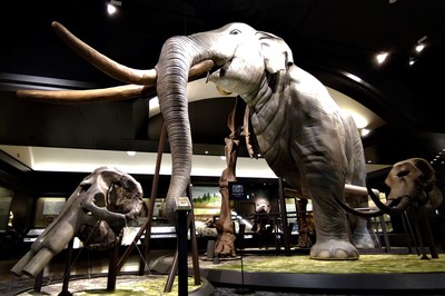 400万年前に生きていたというツダンスキーゾウの展示は必見