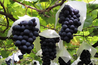 様々な品種のブドウを収穫できる