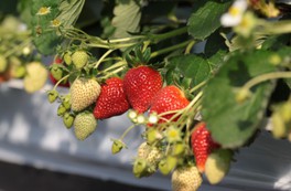 多品種の食べ比べができる