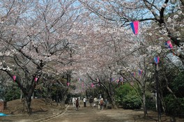 春の桜シーズンには約600本の桜が園内を彩る