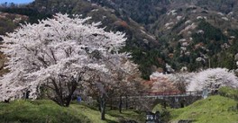 渓谷を背景に約1500本の桜が咲く