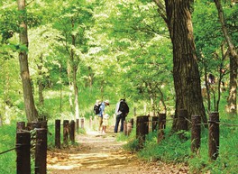 木立に囲まれた散策路が整備されている