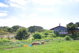 牛たちがのんびりと草を食むのどかな光景が見られる