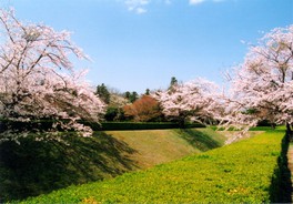 桜が美しく咲き誇る