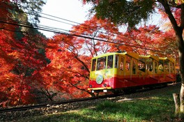 紅葉のシーズンには鮮やかな色彩に包まれケーブルカーからの眺めも格別