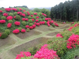 つつじが咲き誇る中、後北条氏の城によく見られる障子堀や畝堀が広がる