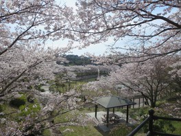 噴水のある池の周囲に桜やフジが咲き誇る