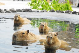 カピバラ温泉